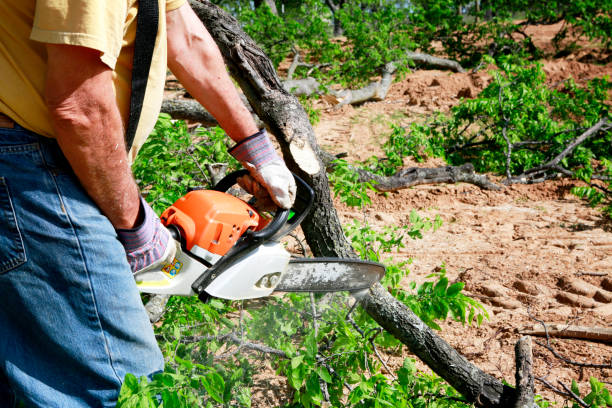 Emergency Storm Tree Removal in Palm Beach, FL